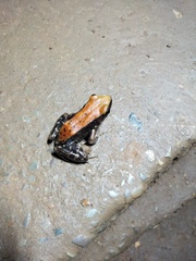 Hydrophylax bahuvistara