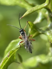 Ichneumonidae