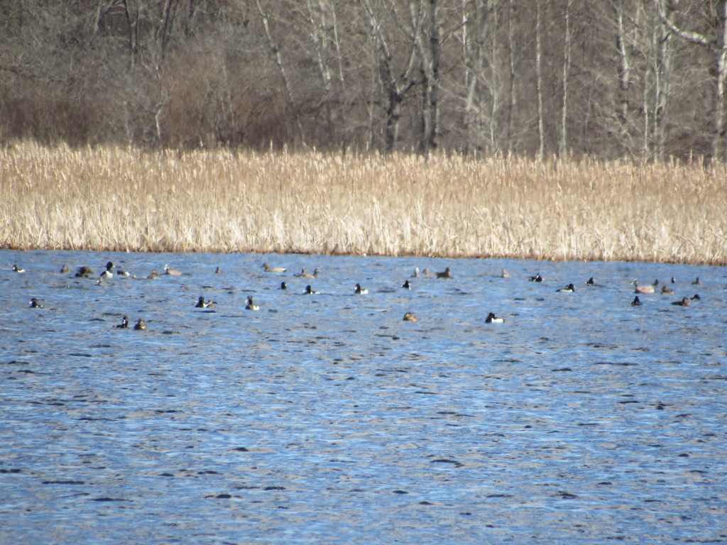 American Wigeon from 201517 County Rd S, Milladore, WI 54454, USA on