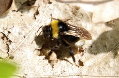 Bombus bohemicus