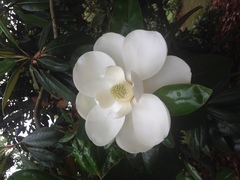 Magnolia grandiflora