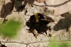 Bombus bohemicus