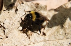Bombus bohemicus