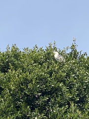 Nycticorax nycticorax