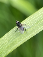 Diptera