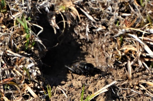 European Field Cricket
