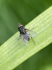 Diptera