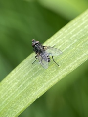 Diptera