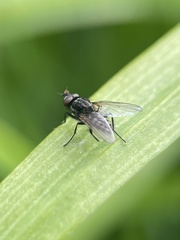 Diptera