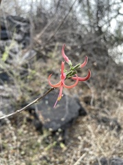 Anisacanthus