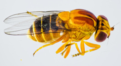 Thaumatomyia rubida