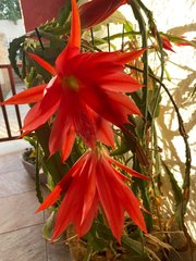 Disocactus ackermannii