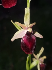 Ophrys helenae