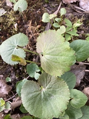 Ranunculus cassubicus