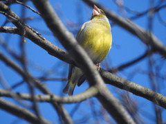 Chloris chloris chloris