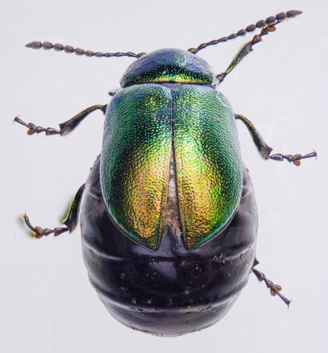 Blue Dock Beetle photo 6