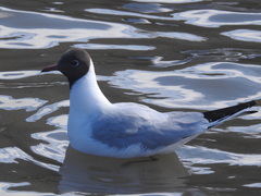 Chroicocephalus ridibundus