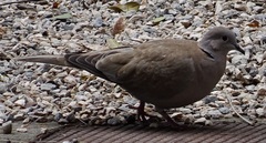 Streptopelia decaocto