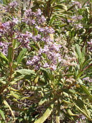 Eriodictyon crassifolium