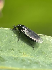 Diptera