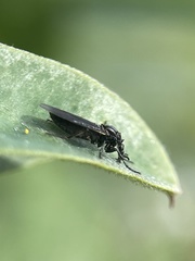 Diptera