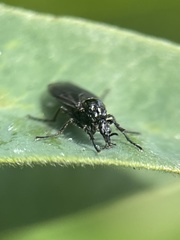 Diptera