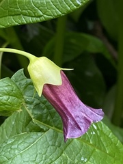 Scopolia caucasica