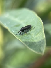 Diptera