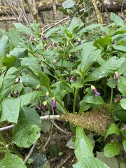 Scopolia caucasica