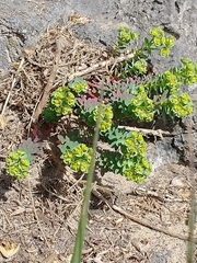 Euphorbia portlandica