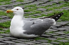 Larus michahellis