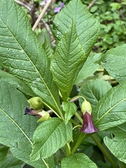 Scopolia caucasica