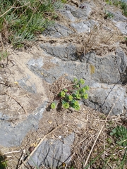 Euphorbia portlandica