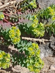 Euphorbia portlandica
