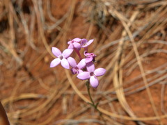 Bouvardia rosea
