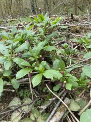 Scopolia caucasica