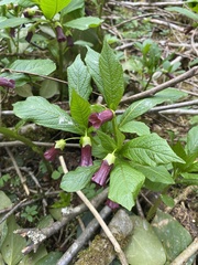 Scopolia caucasica
