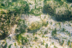Sphoeroides lobatus