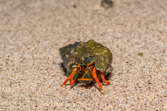 Calcinus californiensis