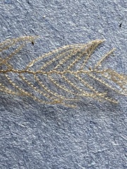 Aglaopheniidae