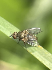 Tachinidae