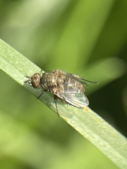 Tachinidae