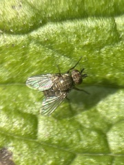Tachinidae