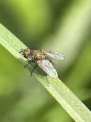 Tachinidae
