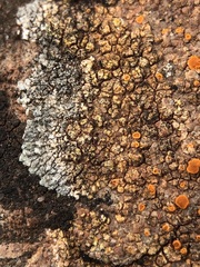 Xanthocarpia crenulatella