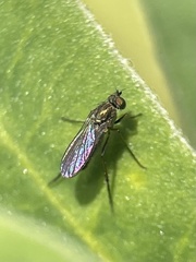 Diptera