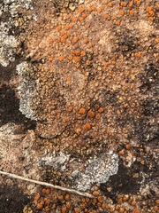 Xanthocarpia crenulatella