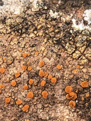 Xanthocarpia crenulatella