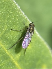 Diptera