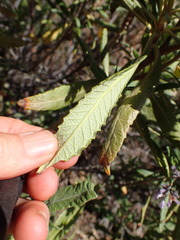 Eriodictyon crassifolium